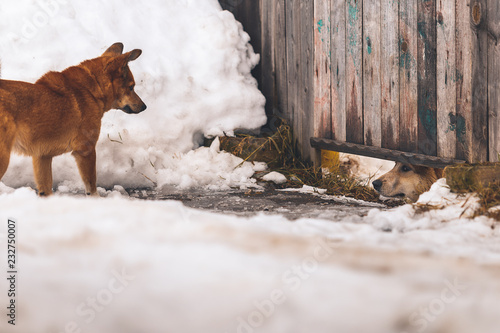 red dog looks at his locked friend © barddim