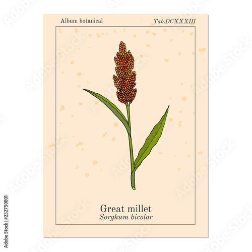 Great millet Sorghum bicolor , cereal crop