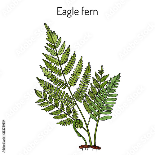 Eagle fern Pteridium aquilinum, medicinal plant.