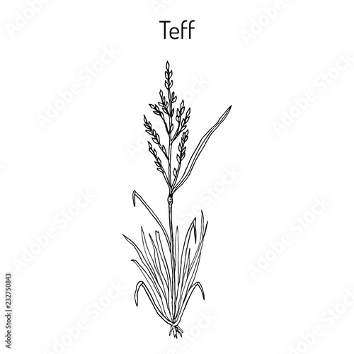 Teff Eragrostis tef , cereal crop