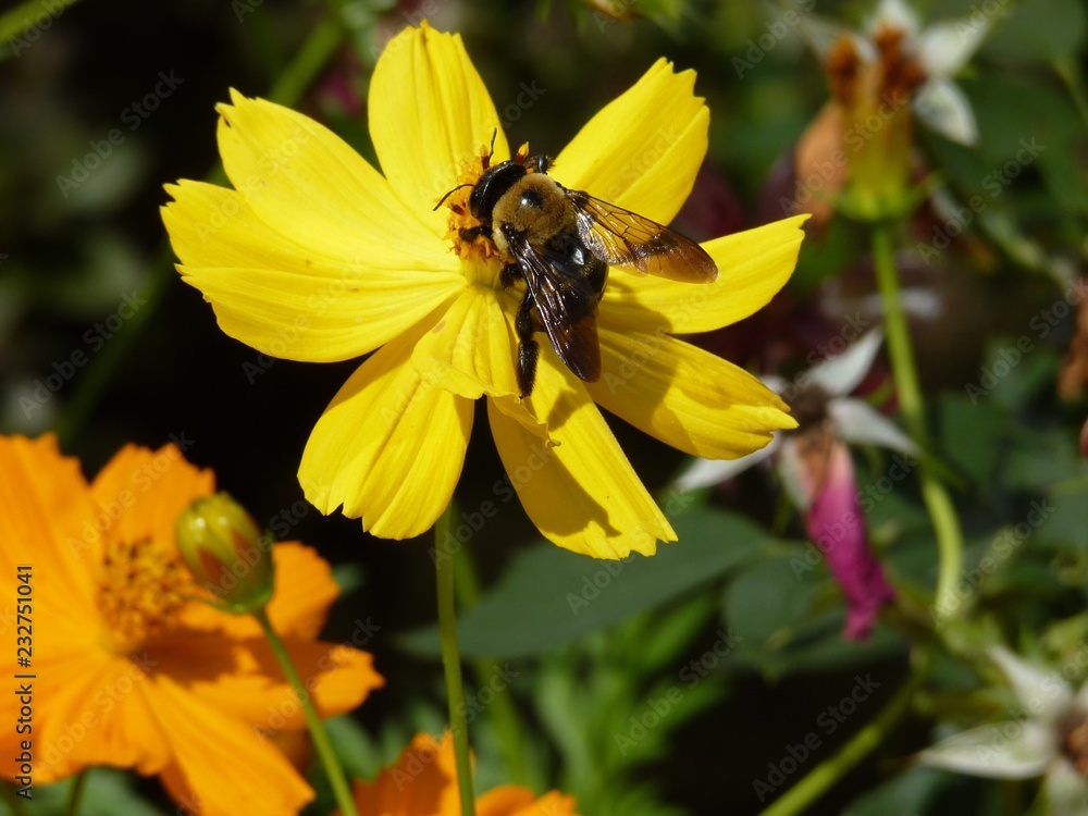 Bumblebee in summer garden on flower macro 2 Bumblebee in summer garden on flower macro 2