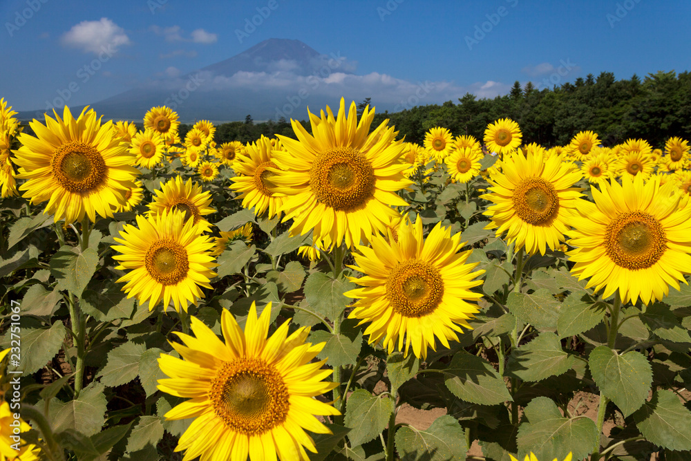 山梨県　花の都公園のヒマワリと富士山