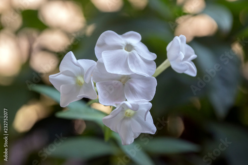 Fototapeta Naklejka Na Ścianę i Meble -  Garden phlox beautiful flowering plant, white flowers in bloom
