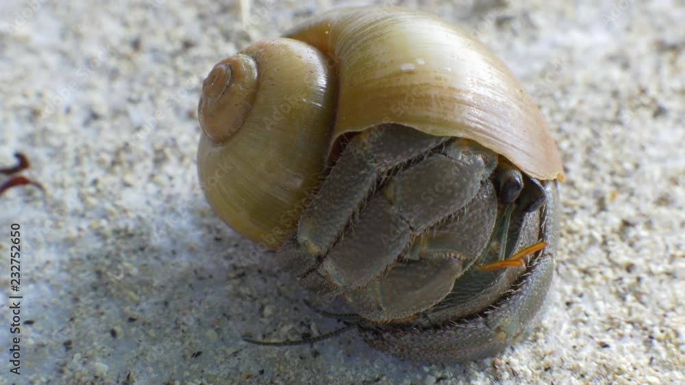 A macro closeup of a hermit crab hiding in the shell at warm tropical beach in Thailand A macro closeup of a hermit crab hiding in the shell at warm tropical beach in Thailand