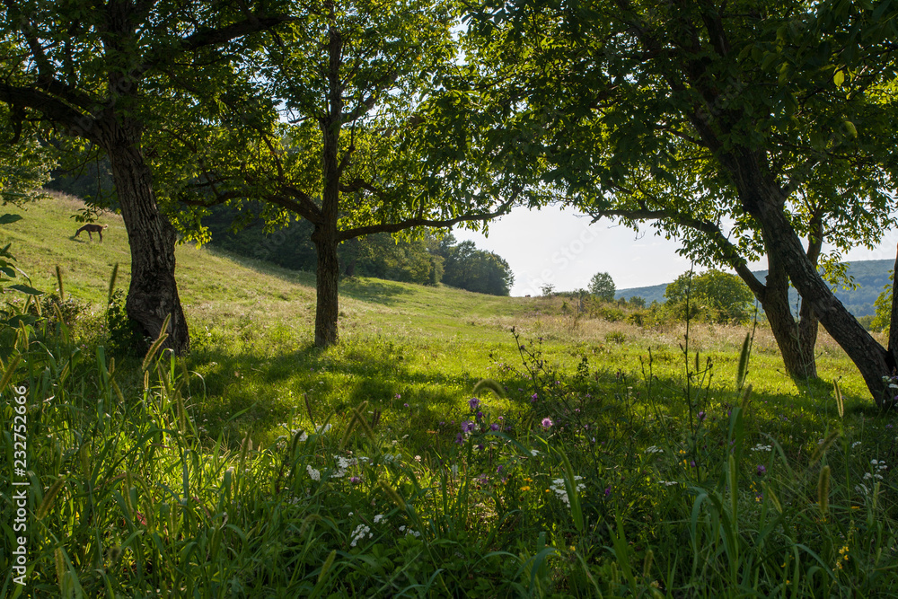 Fototapeta premium field, big tree,