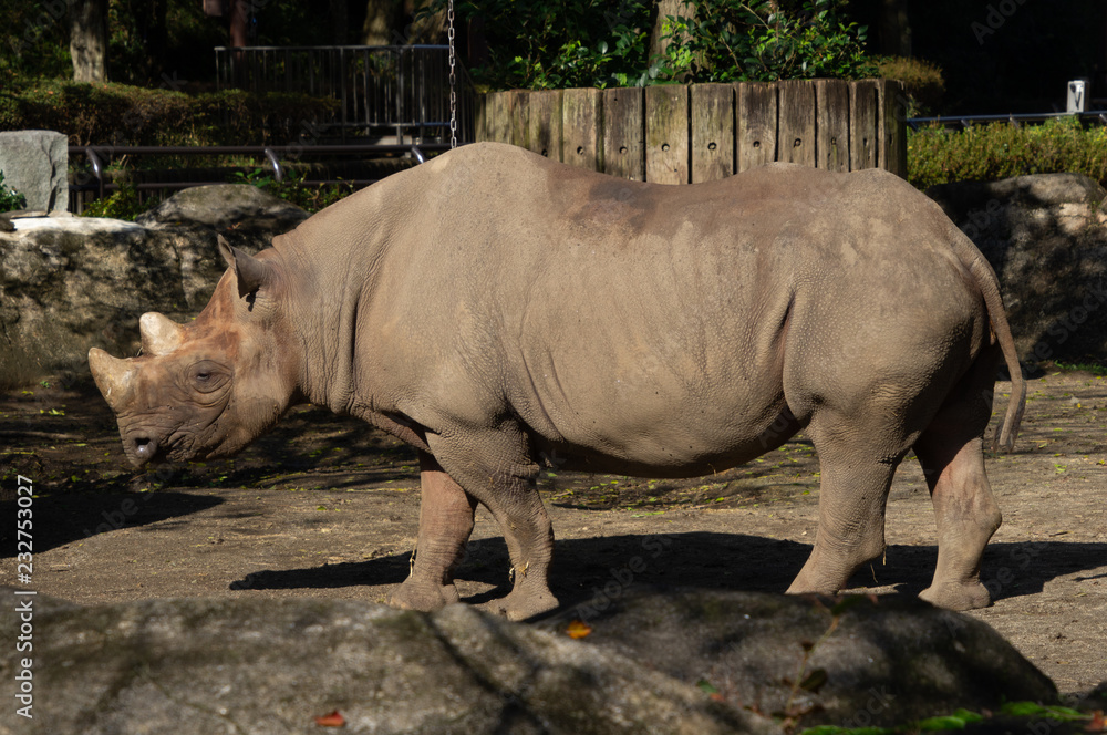 Fototapeta premium サイ