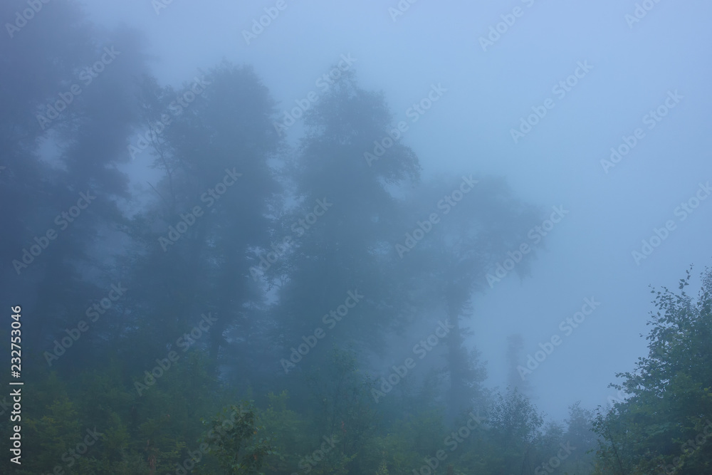 Subalpine in the morning fog.