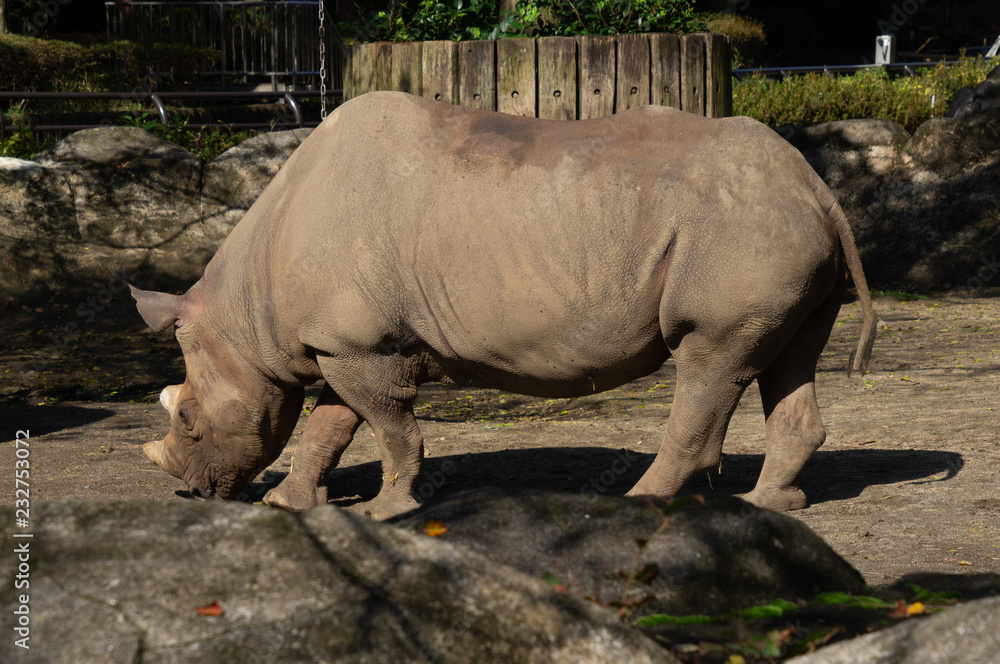 Naklejka premium サイ