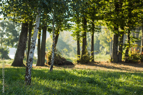 soft focus birch trees meadow in morning sunny fresh weather time 