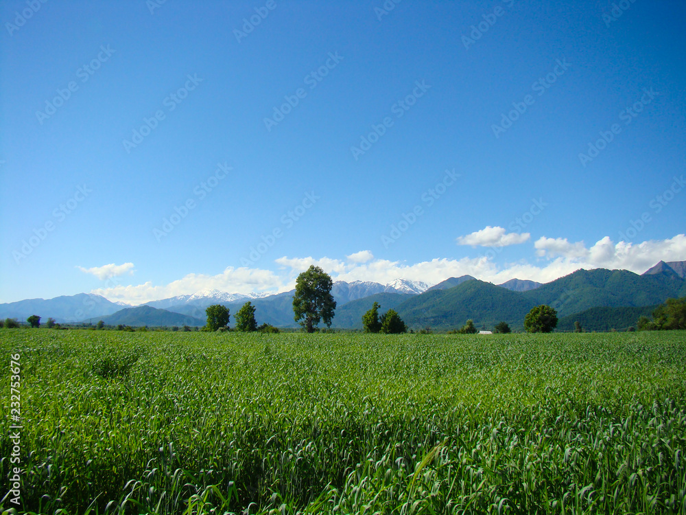 landscape with rice field and blue sky landscape with rice field and blue sky