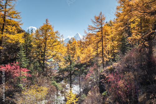 Colorful pine forest with holy mount in autumn