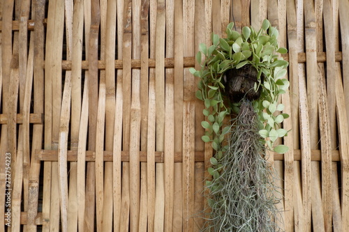 Asclepiadaceae Hanging plants on bamboo background photo