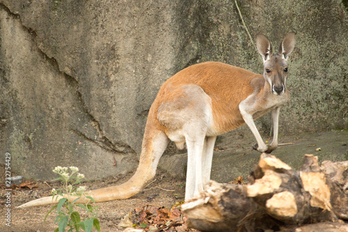 Kangaroo in captivity stands on hind legs side to camera