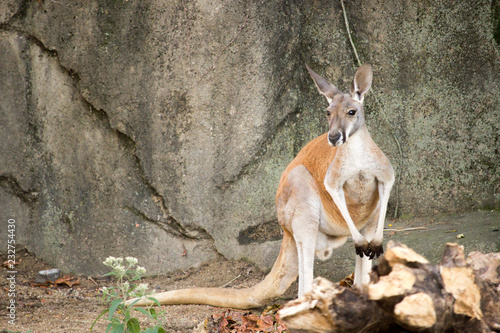 kangaroo in captivity standing on hind legs direct front view with tail