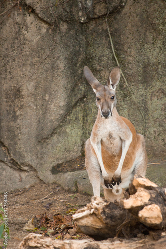 Cute kangaroo in captivity stares at camera standing on hind legs with stone wall in back