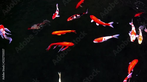 Animals Koi, Fancy carps fish are swimming in water