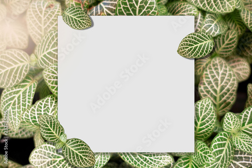 Square frame, Creative layout made Green leaf tree background with paper card note. Blank for advertising card or invitation. Nature concept. Fern leaf in Forest. Summer poster. photo