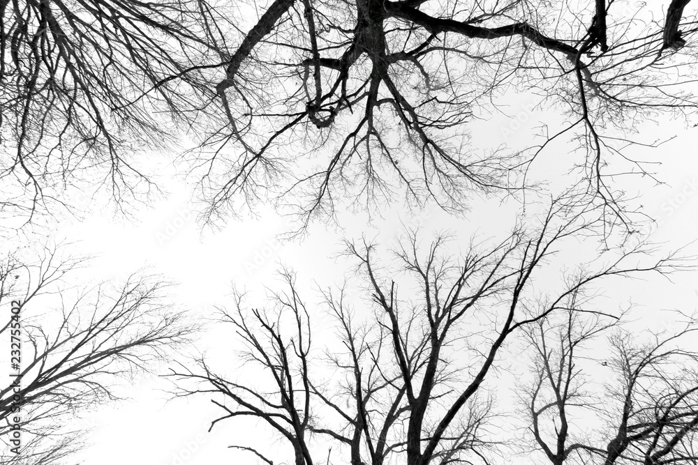 Obraz premium black and white trees silhouettes