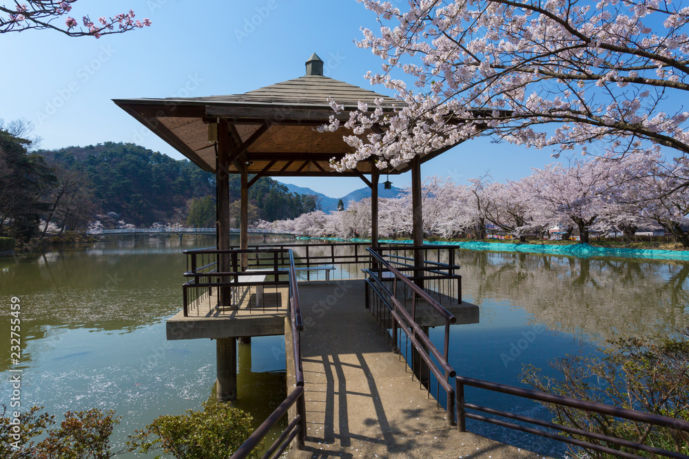 長野県　臥竜公園の桜