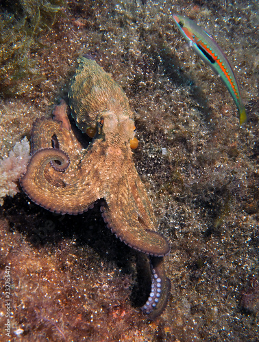 Scuba Diving in Malta and Gozo