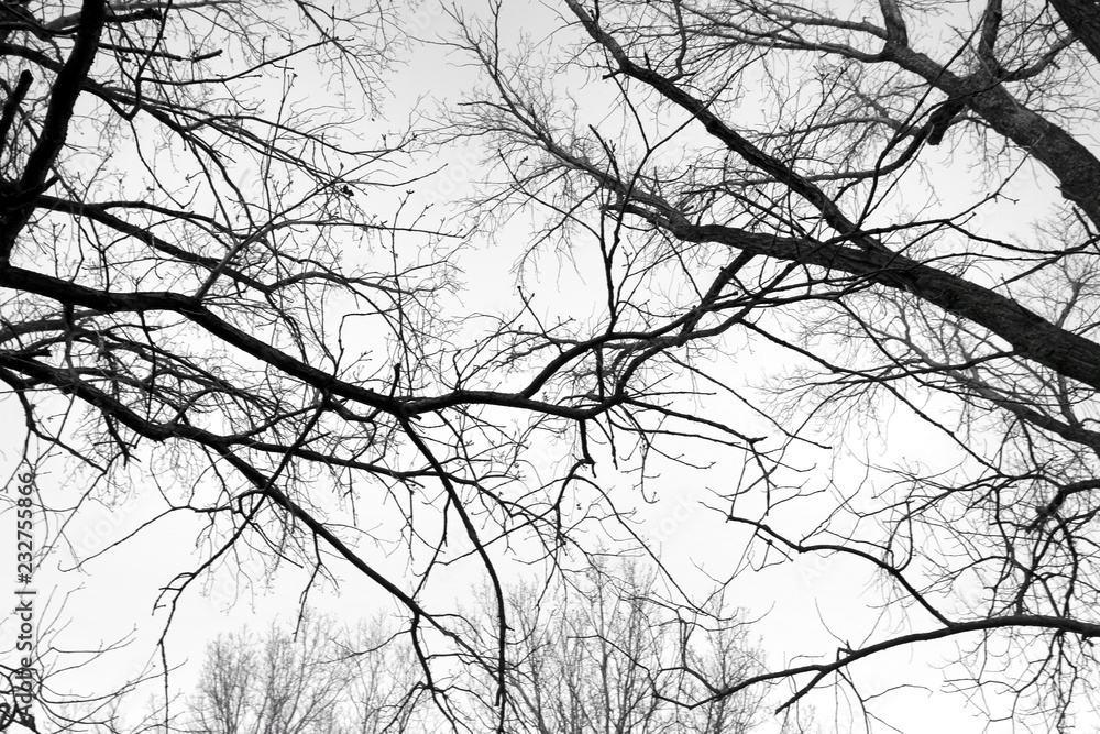 black and white trees silhouettes black and white trees silhouettes
