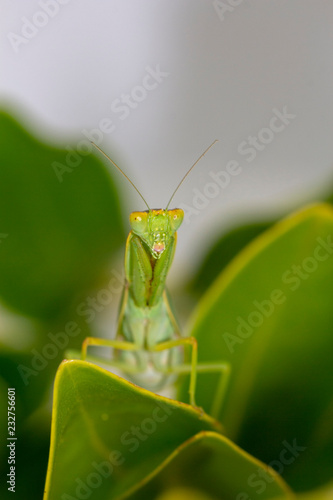 Green & yellow Pray Mantis on green leaf