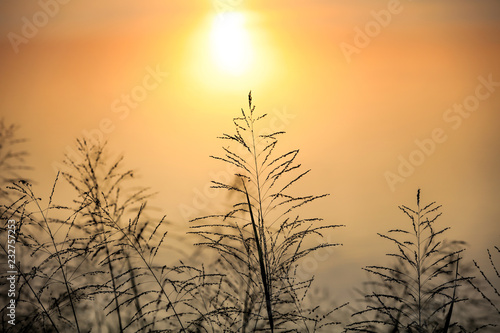close up silhouette Grass with orange background from sunrise © naraichal