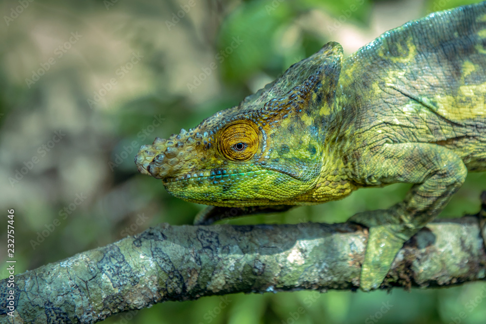 A chameleon species that is endemic to wild nature Madagascar A chameleon species that is endemic to wild nature Madagascar