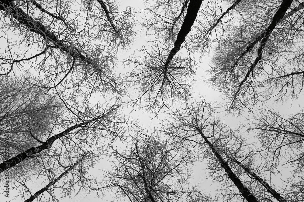 Fototapeta premium black and white trees silhouettes