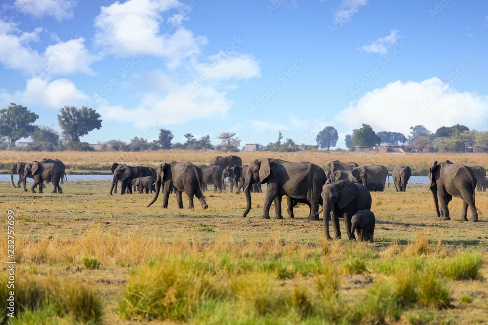 Elefantenherde im Chobe-Nationalpark