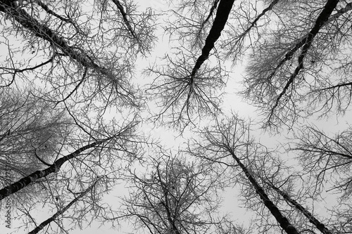 black and white trees silhouettes