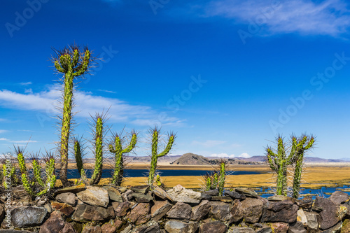 Cactus on stone wall