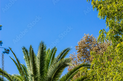 south tropic park outdoor nature place with green plants trees and palm on blue sky background, copy space