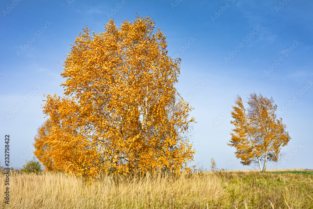 Fototapeta premium Landscape with beautifully colored birches on a clear autumn afternoon