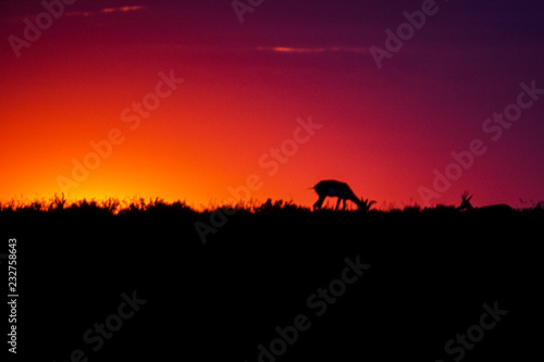 Springbok  Antidorcas marsupialis   Central Kalahari Game Reserve  Ghanzi  Botswana  Africa