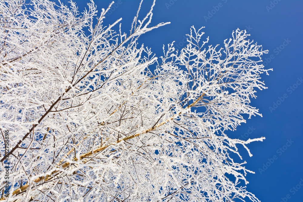 Frosted birch twigs against a blue sky