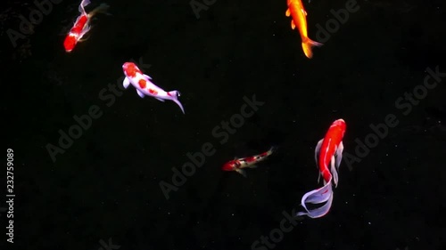 Animals Koi, Fancy carps fish are swimming in water