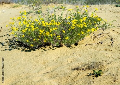Flowers growing in sand dunes on the outskirts of the city