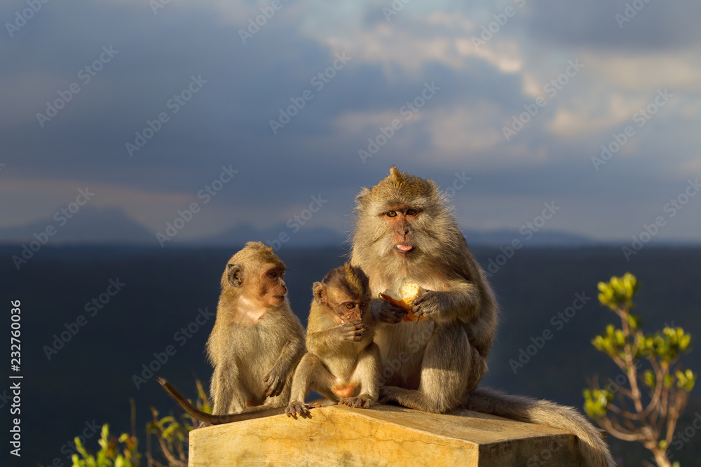 Naklejka premium Crab-eating Macaques (Macaca fascicularis)