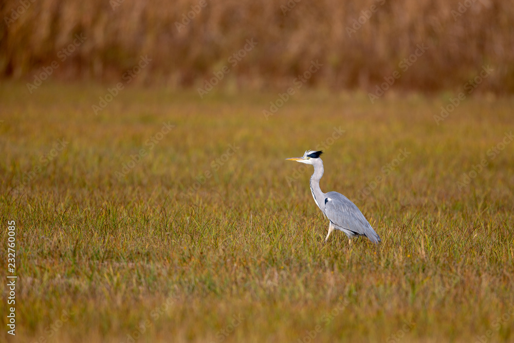 Grey Heron (Ardea cinerea) on a meadow in the nature protection area Moenchbruch near Frankfurt, Germany. Grey Heron (Ardea cinerea) on a meadow in the nature protection area Moenchbruch near Frankfurt, Germany.