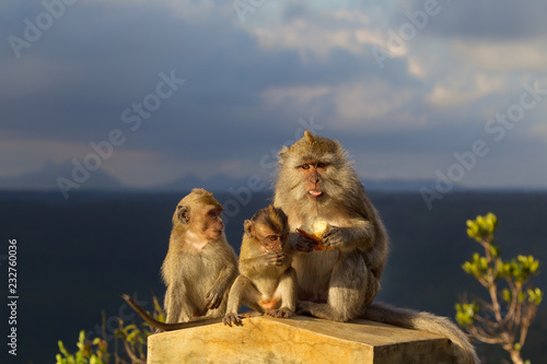 Crab-eating Macaques (Macaca fascicularis) © DirkR