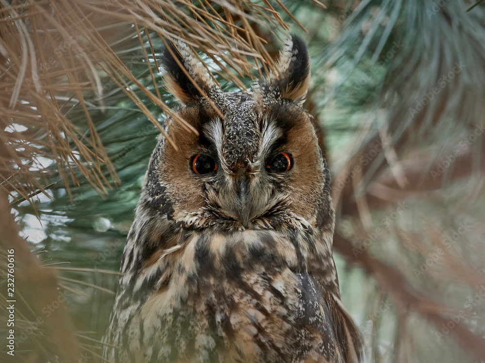 Long-eared owl (Asio otus) Long-eared owl (Asio otus)