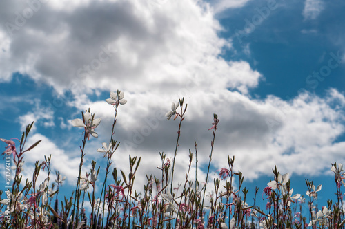 White flowers and blue sky.