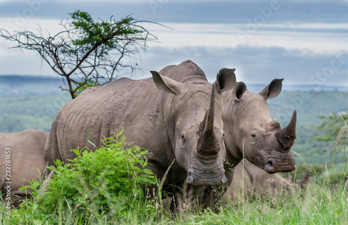 White rhino portrait