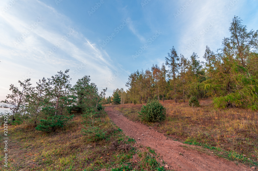 Obraz premium Szutrowa droga w lesie