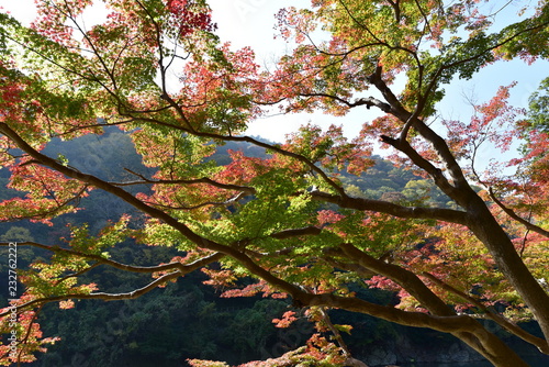 leaf at arasiyama photo