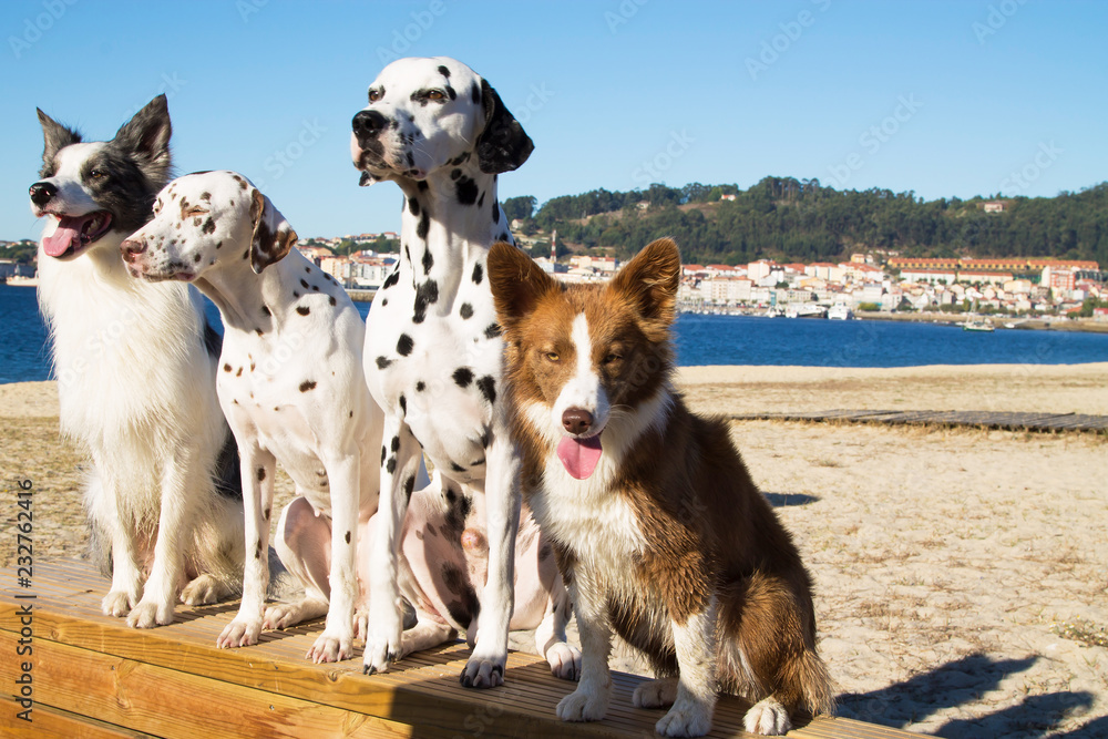 Naklejka premium portrait of group of dogs of various breeds on the beach