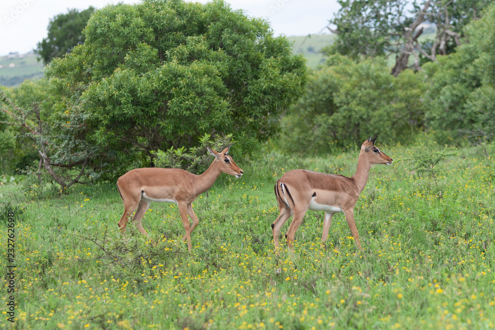 Two impala in the bush