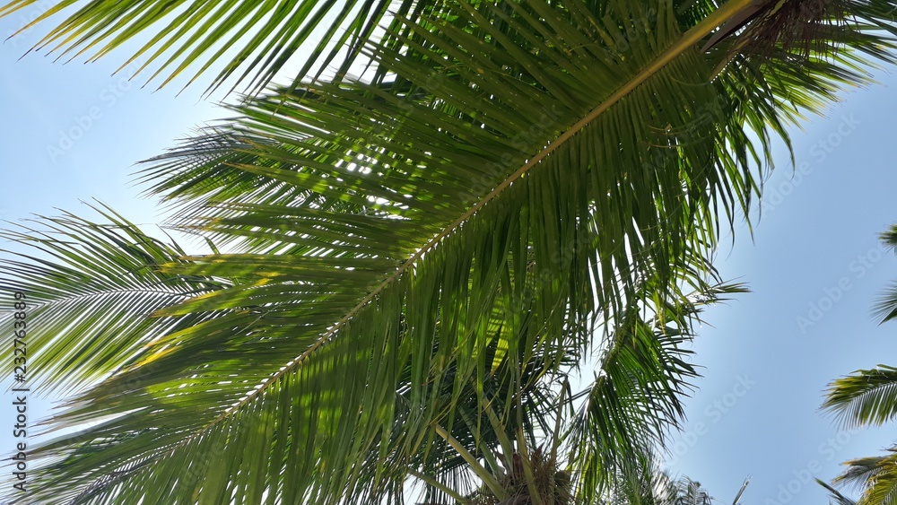 Fototapeta premium palm tree on background of blue sky