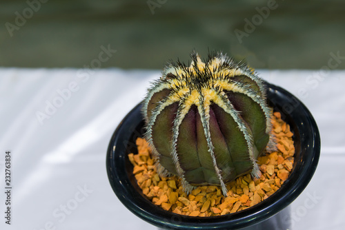 Beautiful cactus Uebelmannia Pectinifera planted on pot the popular cultivated as an ornamental plant interior decoration in house and office business photo